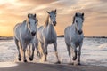 White horses in Camargue, France Royalty Free Stock Photo