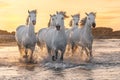 White horses in Camargue, France Royalty Free Stock Photo