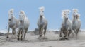 White horses in Camargue, France Royalty Free Stock Photo