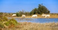 White horses of Camargue, France Royalty Free Stock Photo