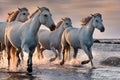 White horses in Camargue, France Royalty Free Stock Photo