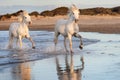 White horses in Camargue, France Royalty Free Stock Photo