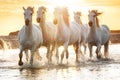 White horses in Camargue, France Royalty Free Stock Photo