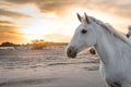 White horses in Camargue, France Royalty Free Stock Photo