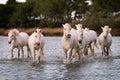 White horses in Camargue, France Royalty Free Stock Photo