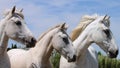 White Horses, Camargue, Saintes-Maries-de-la-Mer Royalty Free Stock Photo