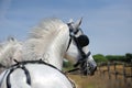 White horses carry a cart