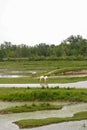 Horses in a natural reserve