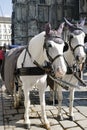 The white horses with fiaker in Vienna