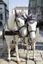 The white horses with fiaker in Vienna Royalty Free Stock Photo