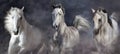 White horses free run close up Royalty Free Stock Photo