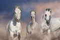 White horses free run close up Royalty Free Stock Photo