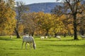 White horses in front of a group of horses in autumn Royalty Free Stock Photo