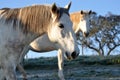 White horses frosty morning