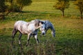 White horses grazing in field in autumn Royalty Free Stock Photo