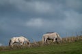 White horses grazing with heads down over fence on ridg Royalty Free Stock Photo