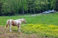 White horses grazing on a lush field covered with yellow flower field in Great smoky mountains national park,Tennessee USA. Royalty Free Stock Photo