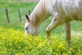 White horses grazing on a lush field covered with yellow flower field in Great smoky mountains national park,Tennessee USA.