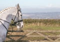 A white horses head