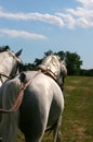 White horses Lipica Royalty Free Stock Photo