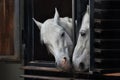 White horses looking out the window stables looking at each other Royalty Free Stock Photo