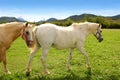 White horses meadow prairie grassland Pyrenees Royalty Free Stock Photo