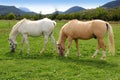 White horses meadow prairie grassland Pyrenees Royalty Free Stock Photo