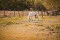 White horses on the old farm. Autumn time Royalty Free Stock Photo