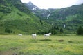 White horses pasturing in the Austrian alps