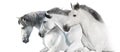 Three white horse panorama for web Royalty Free Stock Photo