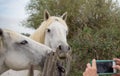 White Horses Posing for the Picture Royalty Free Stock Photo