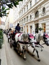 White horses pulling carriages in city street Royalty Free Stock Photo