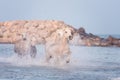 White horses run gallop in the water at sunset, Camargue, Bouches-du-rhone, France Royalty Free Stock Photo