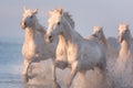 White horses run gallop in the water at sunset, Camargue, Bouches-du-rhone, France Royalty Free Stock Photo