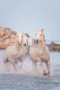 White horses run gallop in the water at sunset, Camargue, Bouches-du-rhone, France Royalty Free Stock Photo