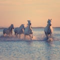 White horses run gallop in the water at sunset, Camargue, Bouches-du-rhone, France Royalty Free Stock Photo