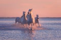 White horses run gallop in the water at sunset, Camargue, Bouches-du-rhone, France Royalty Free Stock Photo