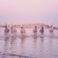 White horses run gallop in the water at sunset, Camargue, Bouches-du-rhone, France Royalty Free Stock Photo