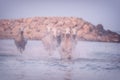 White horses run gallop in the water at sunset, Camargue, Bouches-du-rhone, France Royalty Free Stock Photo