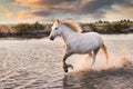 White horses are runing in the water Royalty Free Stock Photo