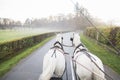 White horses running along a country road. Royalty Free Stock Photo