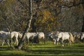 White horses slow walk autumn season Royalty Free Stock Photo