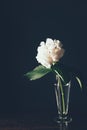 white hortensia bloom in glass vase