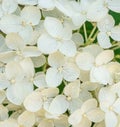 White hortensia Royalty Free Stock Photo