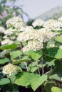 White Hortensia flower blossoms in summer