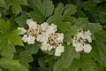 White hortensia  flowers and green leaves - hydrangea Royalty Free Stock Photo