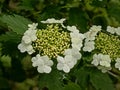 White hortensia flowers and green leaves - hydrangea