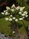 White hortensia in Molde, More og Romsdal county, Norway