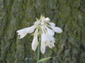 White Hosta flower with tree trunk