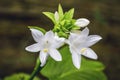White Hosta Flowers On Dark Blurred Background_